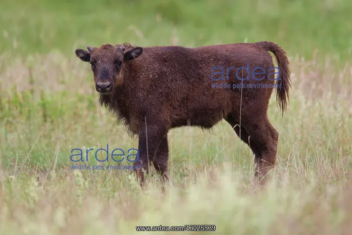 : European Bison calf European Bison calf standing in mead : European Bison calf European Bison calf standing in mead