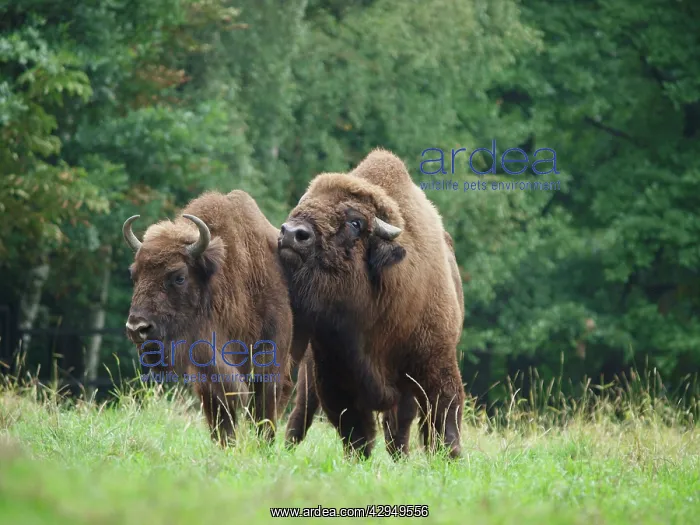 : European Bison - cow and bull : European Bison - cow and bull