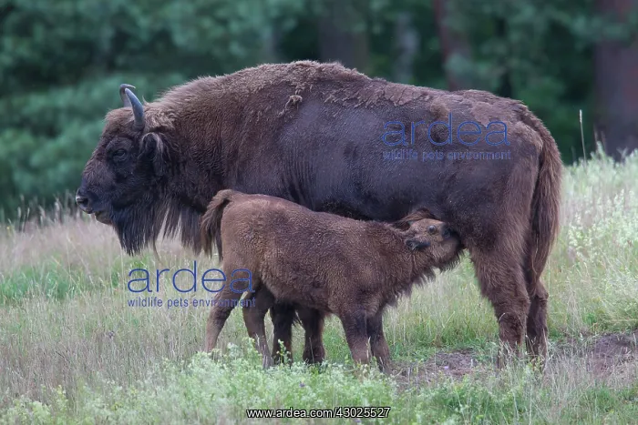 : European Bison cow calf European Bison cow nursing calf : European Bison cow calf European Bison cow nursing calf