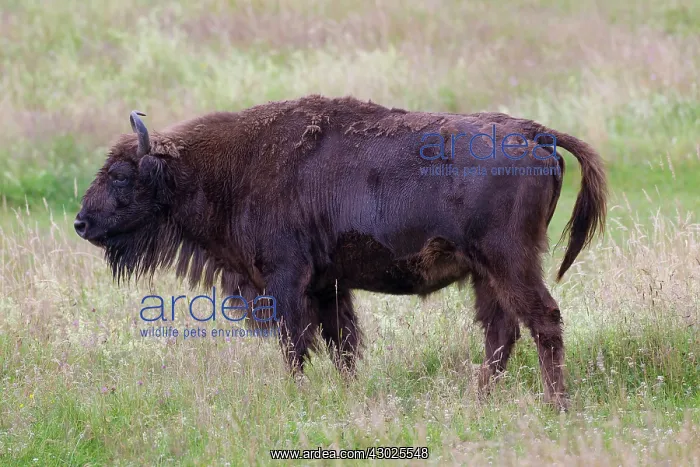 : European Bison European Bison cow standing in meadow Ge : European Bison European Bison cow standing in meadow Ge