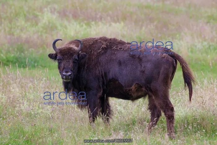 : European Bison European Bison cow standing in meadow Ge : European Bison European Bison cow standing in meadow Ge
