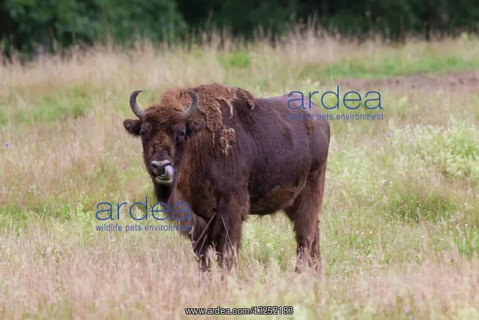 : European Bison European Bison cow standing in meadow Ge : European Bison European Bison cow standing in meadow Ge