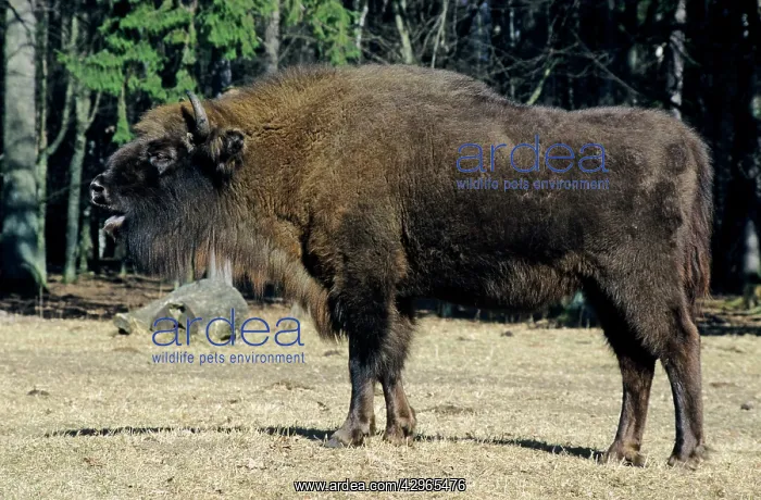 : European Bison - grazes in a clearing : European Bison - grazes in a clearing