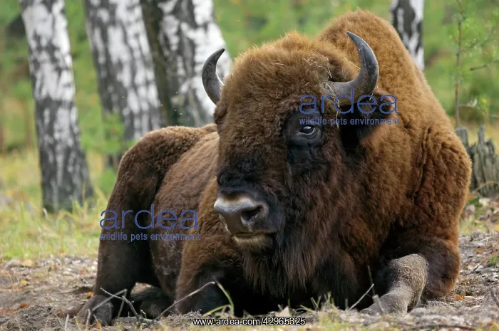 : European Bison - a huge adult male bull - part : European Bison - a huge adult male bull - part