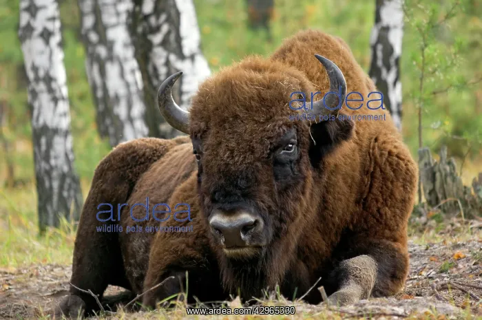 : European Bison - a huge adult male bull lying down : European Bison - a huge adult male bull lying down
