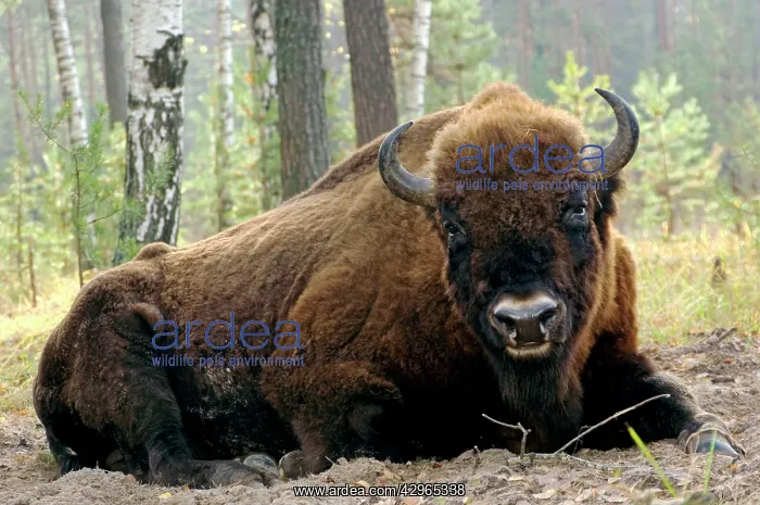  : European Bison - large adult male bull lying down