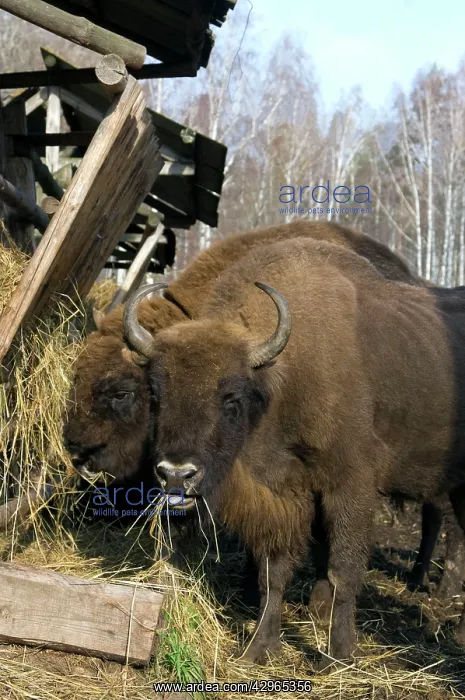 : European Bison - pair of adults - supplementary : European Bison - pair of adults - supplementary