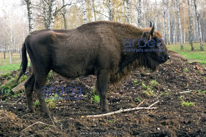 : European Bison - rests after feeding - part of : European Bison - rests after feeding - part of
