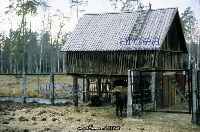 : European Bison - a shelter and feeding place inside a corral : European Bison - a shelter and feeding place inside a corral