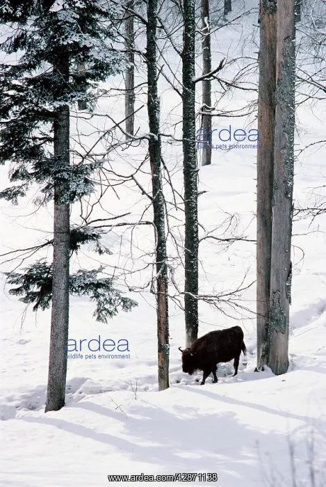 : European Bison - In snow in forest : European Bison - In snow in forest