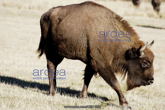 : European Bison / Wisent : European Bison / Wisent