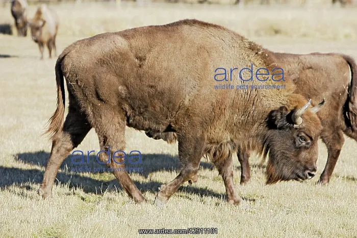  : European Bison  /  Wisent