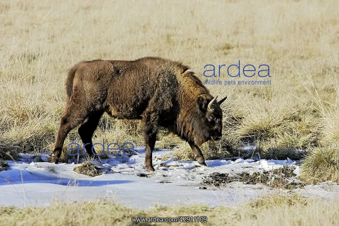 : European Bison / Wisent : European Bison / Wisent
