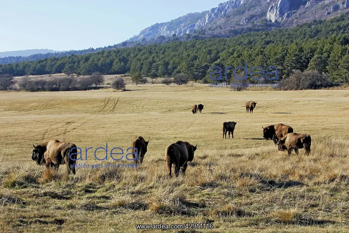 : European Bison / Wisent : European Bison / Wisent