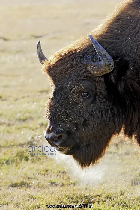 : European Bison / Wisent : European Bison / Wisent