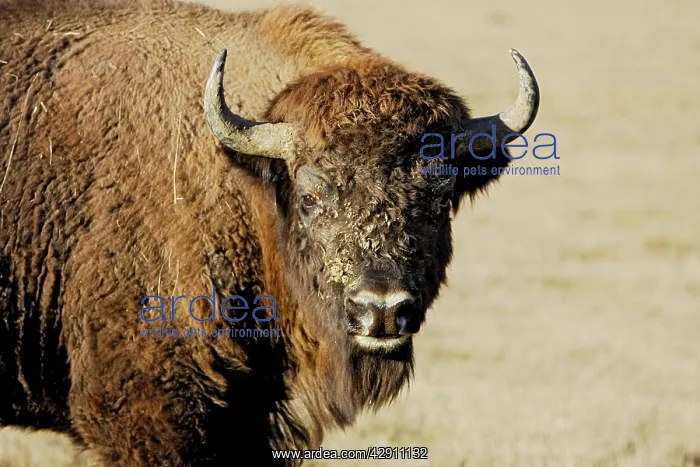 : European Bison / Wisent : European Bison / Wisent
