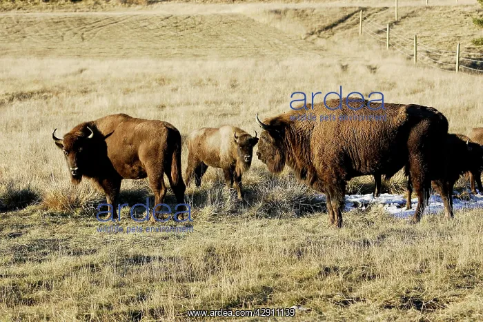 : European Bison / Wisent : European Bison / Wisent