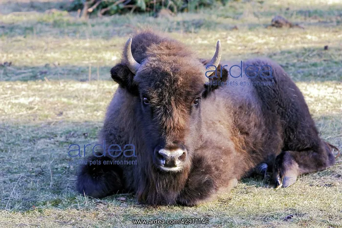 : European Bison / Wisent : European Bison / Wisent