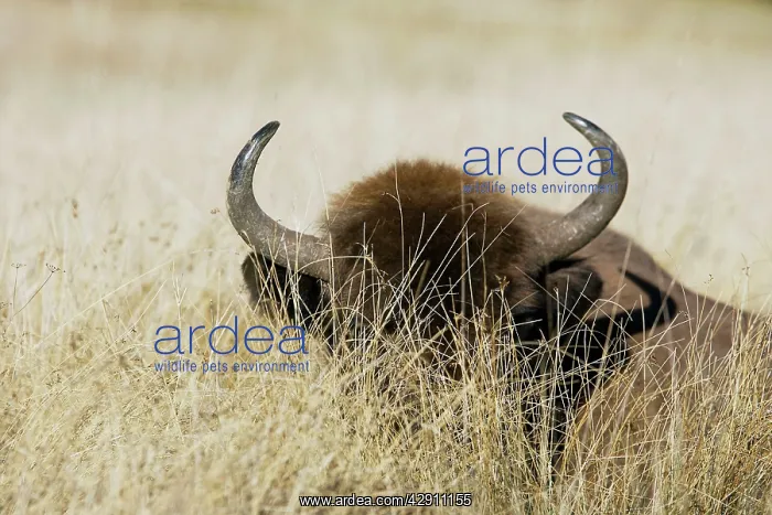 : European Bison / Wisent : European Bison / Wisent