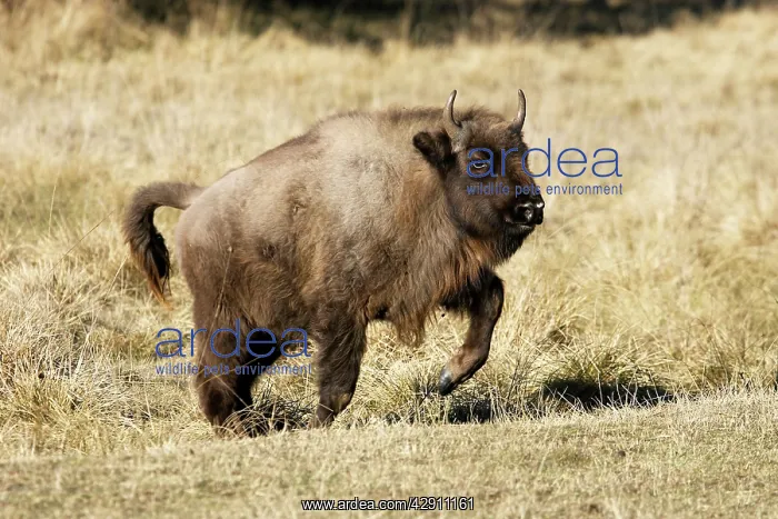 : European Bison / Wisent : European Bison / Wisent