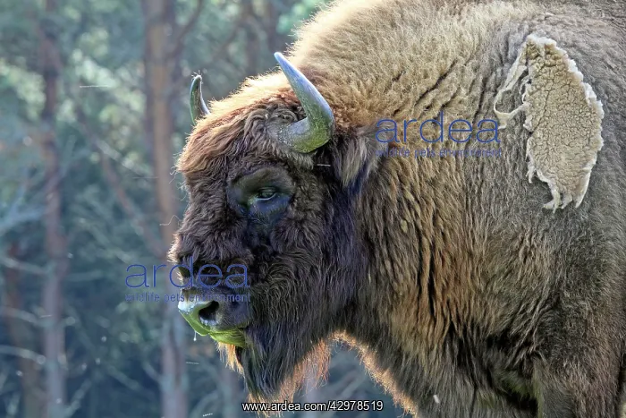 : European Bison / Wisent : European Bison / Wisent