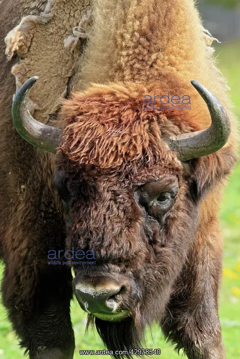 : European Bison / Wisent : European Bison / Wisent