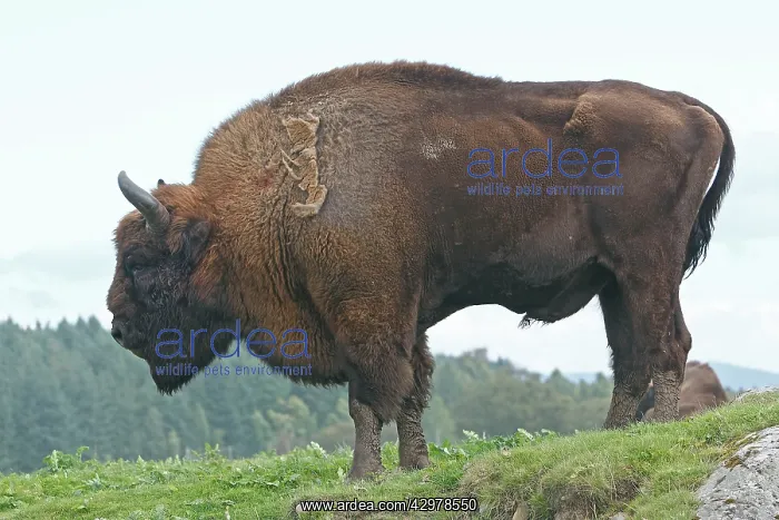 : European Bison / Wisent : European Bison / Wisent
