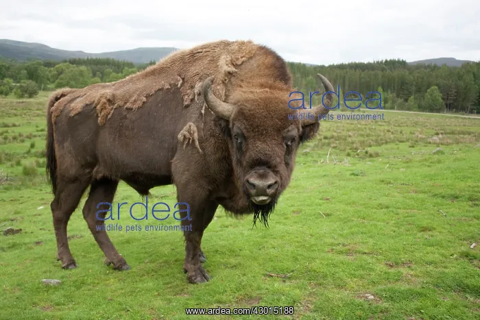 : European Bison / Wisent : European Bison / Wisent
