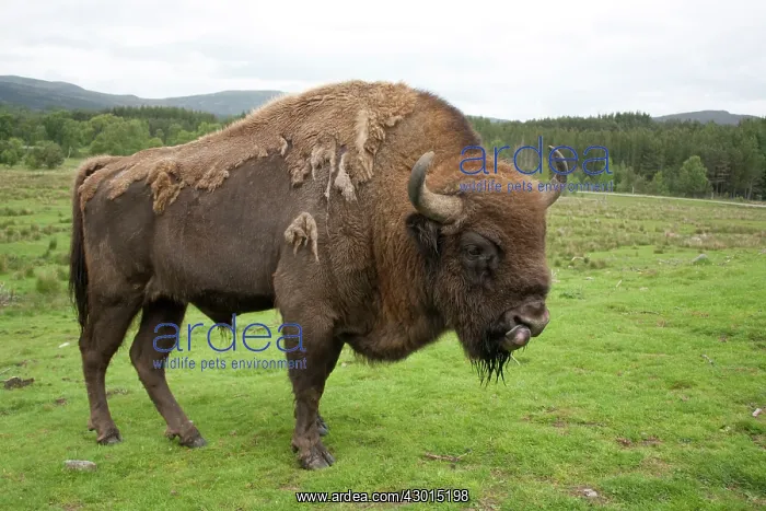 : European Bison / Wisent : European Bison / Wisent