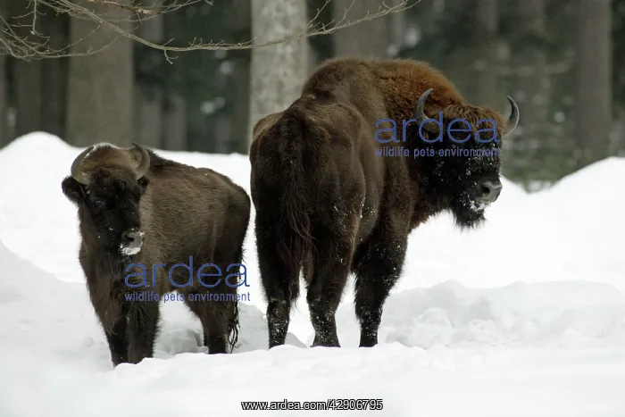: European Bison / Wisent - bull with calf In snow, winter : European Bison / Wisent - bull with calf In snow, winter