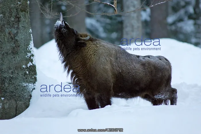: European Bison / Wisent - bull feeding on shoots : European Bison / Wisent - bull feeding on shoots