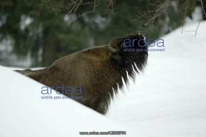 : European Bison / Wisent - bull feeding on shoots : European Bison / Wisent - bull feeding on shoots