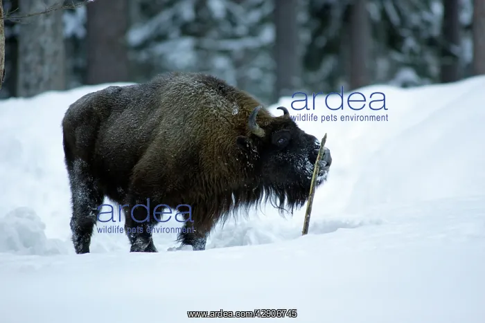 : European Bison / Wisent - bull licking stick for : European Bison / Wisent - bull licking stick for