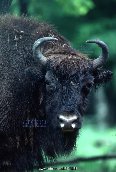 : EUROPEAN BISON / WISENT - close-up of head : EUROPEAN BISON / WISENT - close-up of head