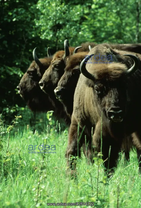 : EUROPEAN BISON / WISENT - Defensive stance : EUROPEAN BISON / WISENT - Defensive stance