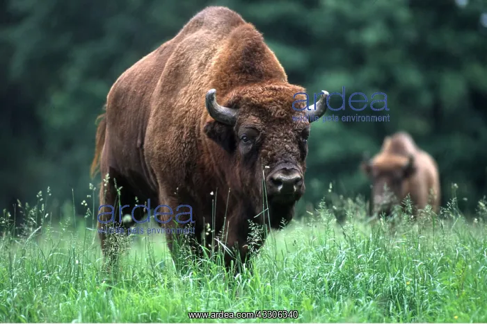 : EUROPEAN BISON / WISENT - male : EUROPEAN BISON / WISENT - male