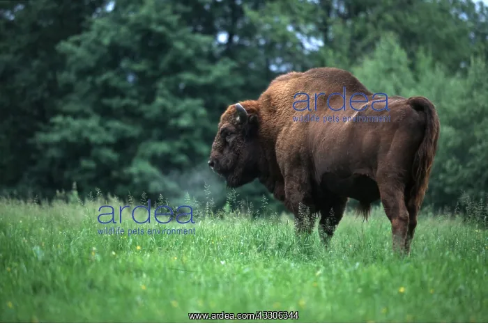 : EUROPEAN BISON / WISENT - male, side on : EUROPEAN BISON / WISENT - male, side on