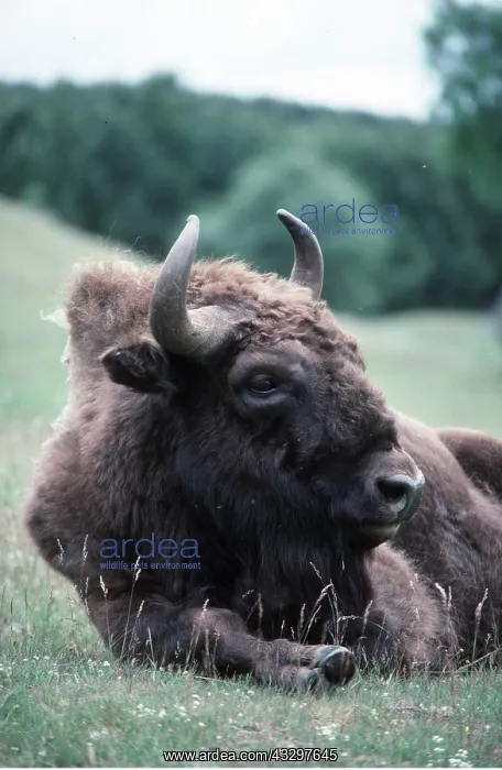 : EUROPEAN BISON / WISENT - resting : EUROPEAN BISON / WISENT - resting