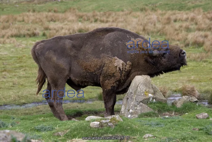 : European Bison / Wisent scratching chest on rock : European Bison / Wisent scratching chest on rock