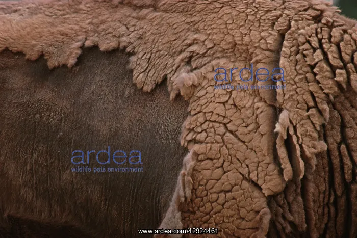 : European BISON / Wisent - shedding winter coat : European BISON / Wisent - shedding winter coat