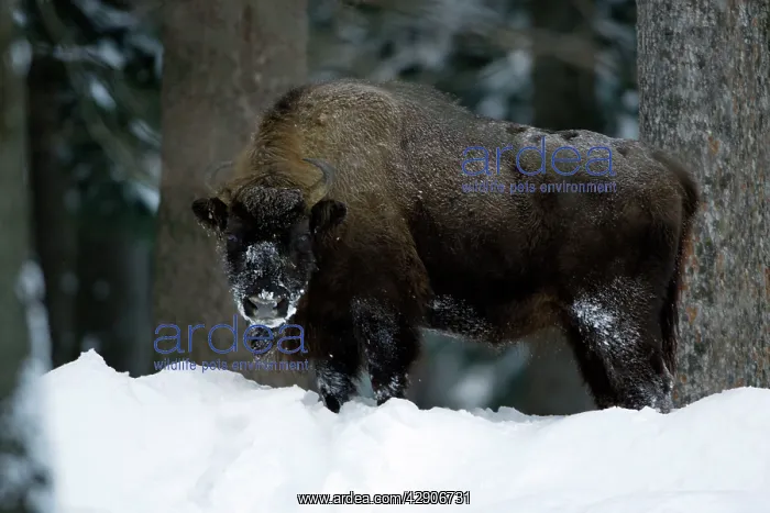  : European Bison  /  Wisent - in snow covered forest, winter