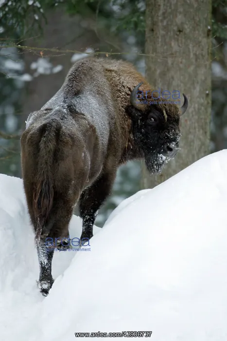 : European Bison / Wisent - in snow covered forest, winter : European Bison / Wisent - in snow covered forest, winter