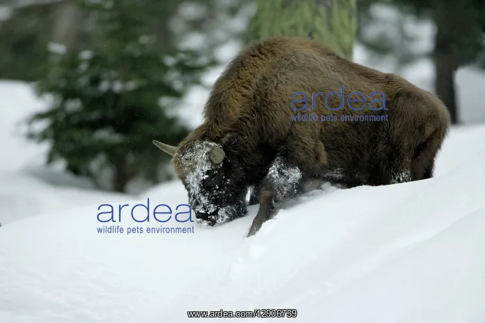 : European Bison / Wisent - in snow covered forest, winter : European Bison / Wisent - in snow covered forest, winter