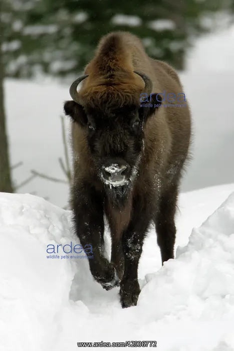 : European Bison / Wisent - in snow covered forest, winter : European Bison / Wisent - in snow covered forest, winter