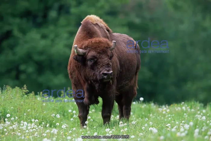 : European BISON / Wisent - STANDING : European BISON / Wisent - STANDING