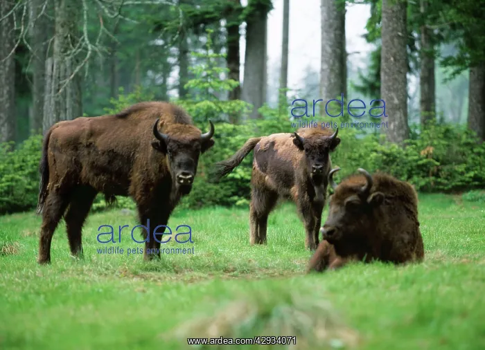 : EUROPEAN BISON / WISENT - x three : EUROPEAN BISON / WISENT - x three