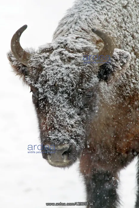  : European Bison - young bull in snow