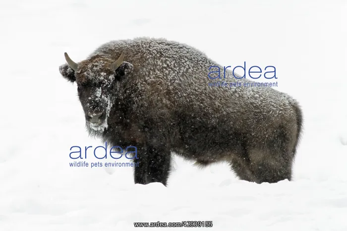 : European Bison - young bull in snow : European Bison - young bull in snow