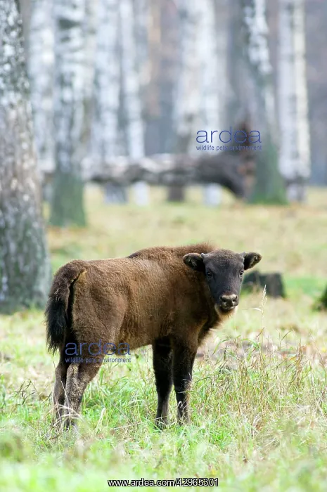 : European Bison - young calf - a member of a larger : European Bison - young calf - a member of a larger