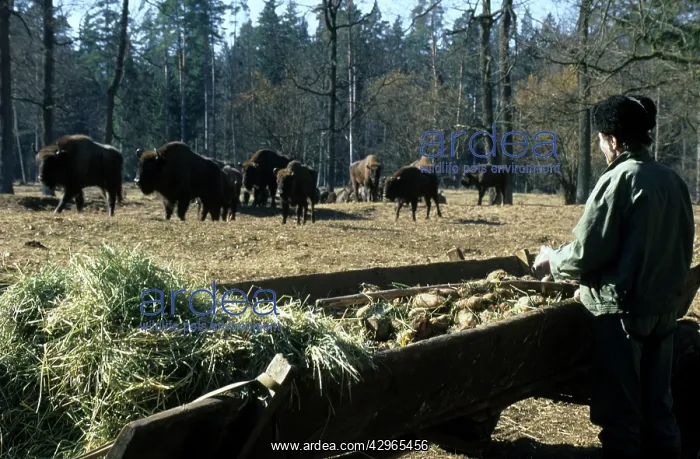 : European Bisons : European Bisons